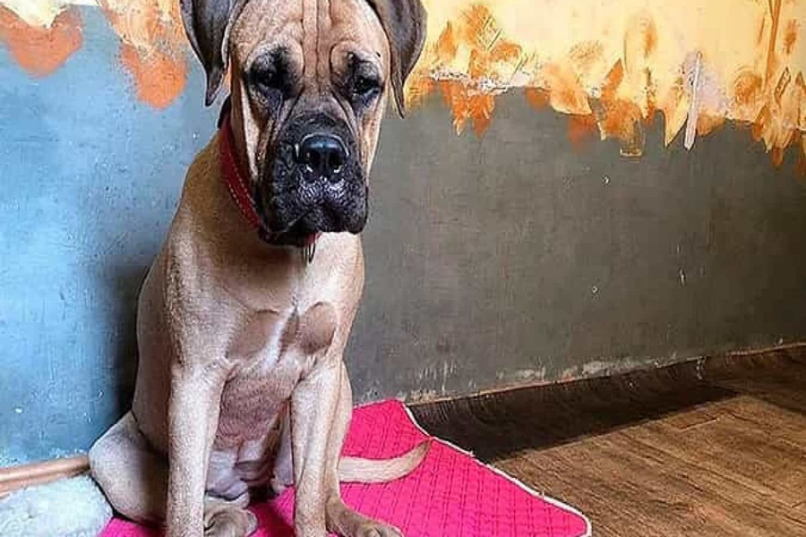 O animal foi encontrado perto do local onde vivem os donos. Apresentava ferimentos nas patas.